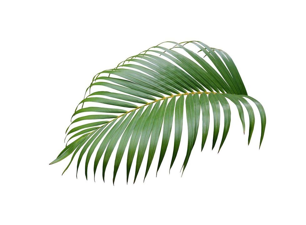 Cerenia Palm Tree Zxcvbnmqwert kapsuletan